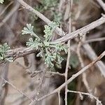 Artemisia sieberi خشب