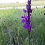 Anacamptis palustris Квітка