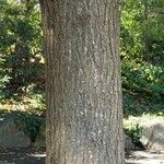 Sophora japonica Bark