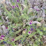 Echium arenarium Flower