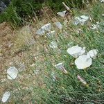 Calystegia longipes Агульны выгляд