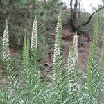 Echium virescens Habitat