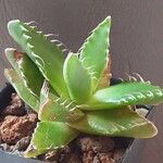 Faucaria tigrina Vivejo