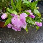 Impatiens balsamina Květ