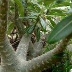 Pachypodium rosulatum Bark