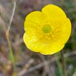 Ranunculus peruvianus Cvet