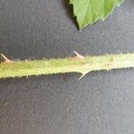 Rubus pallidus Leaf