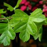 Crataegus laevigata Folha