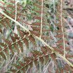 Athyrium filix-femina Fruit