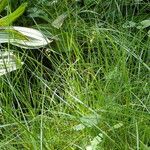 Carex echinata Habit