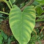 Philodendron fragrantissimum पत्ता