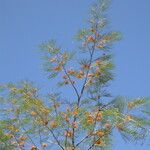 Grevillea pteridifolia अन्य