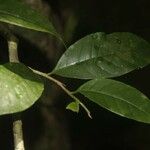 Chrysophyllum sparsiflorum Hoja