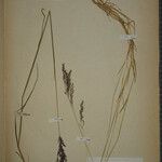 Agrostis canina Anders