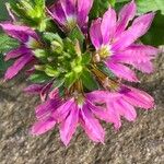 Scaevola aemula Flower