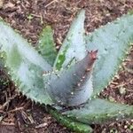 Aloe reitzii অভ্যাস