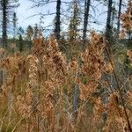 Scirpus cyperinusFlower