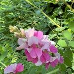 Indigofera heterantha Flower