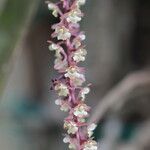 Rhipidoglossum rutilum Flower
