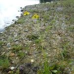 Senecio inaequidensFlor