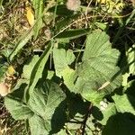 Rubus fruticosus Levél