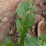 Raphanus sativus Leaf