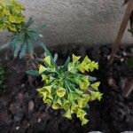 Euphorbia esula Flor