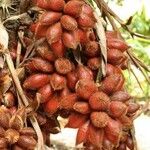 Salacca zalacca ഫലം