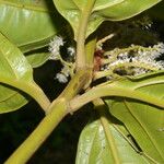 Miconia trinervia Flower