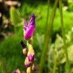 Drosera capensis Цветок