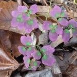 Thalictrum dioicum Hoja