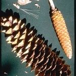 Pinus lambertiana Fruto
