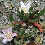 Lewisia pygmaea Hábito