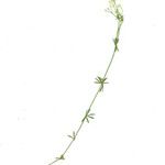 Galium pumilum Агульны выгляд