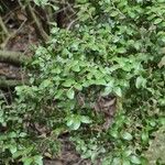 Nothofagus solandri Folha