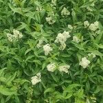 Ligustrum vulgareFlower