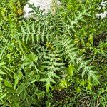 Galactites tomentosusDeilen