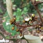 Anthonotha crassifolia Blüte