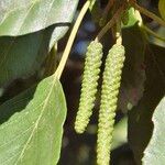 Alnus glutinosa Blodyn