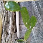 Opuntia triacanthos Bark