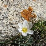 Gagea serotina Fula