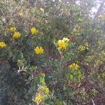 Coronilla valentina Habitus