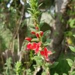 Loeselia mexicana Flower