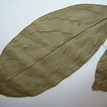 Trichilia euneura Otro