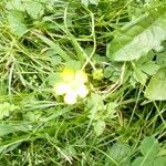 Ranunculus repens Flower