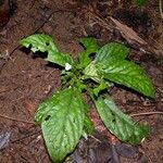 Napeanthus bracteatus Hábito