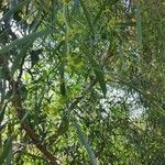 Acacia retinodes Fruitua