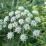 Peucedanum palustre Flor