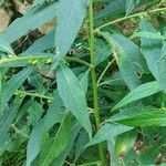 Carpesium abrotanoides Alkat (teljes növény)