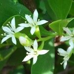 Lumnitzera racemosa Kukka